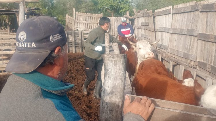 Realizaron trabajos de sanidad animal y asesoramiento técnico en Nogolí