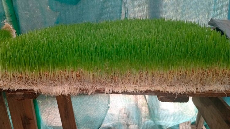 El Centro de Equinoterapia produce pasto hidropónico para el suplemento alimentario de los animales