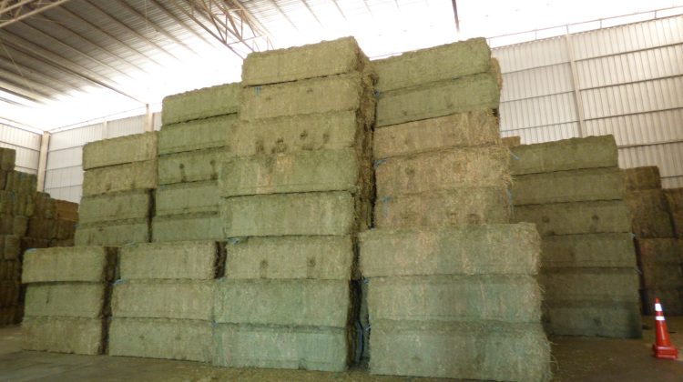 AgroZAL despachó más de 1.200 toneladas de alfalfa compactada