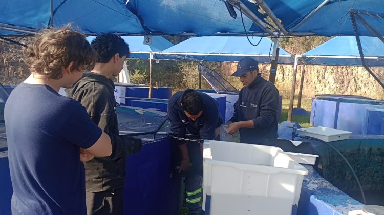 Midieron el peso y tamaño de las truchas arcoíris en el criadero de Río Grande