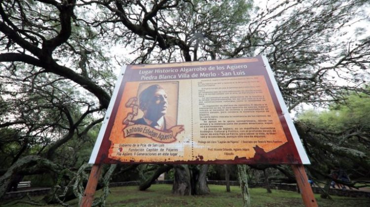 Algarrobo Abuelo: el guardián milenario de San Luis que une naturaleza, historia y poesía