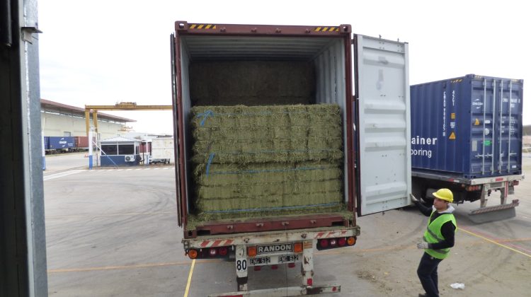 Más de 1.000 toneladas de alfalfa fueron exportadas a Emiratos Árabes Unidos