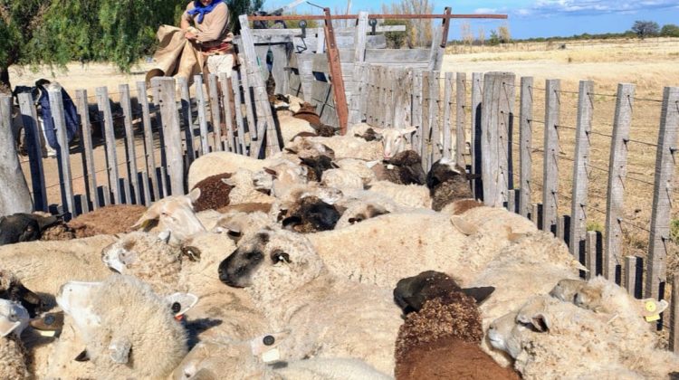 El Gobierno fortalece la sanidad animal en establecimientos rurales de la provincia