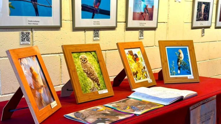 La Expo Vuelos Serranos continúa acercando el fascinante mundo de las aves al público