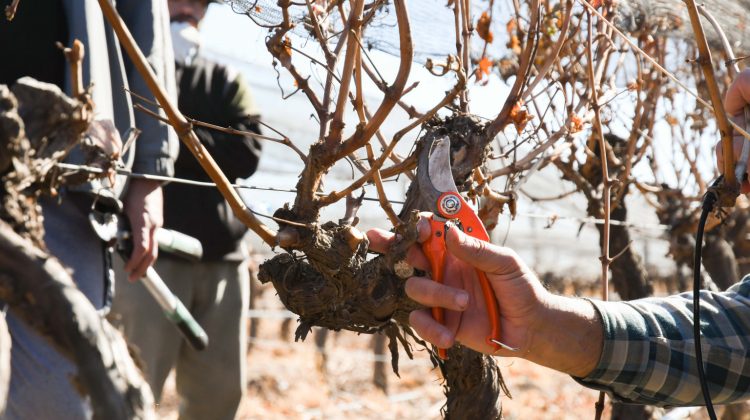 Sol Puntano realizará una capacitación práctica sobre poda de vides