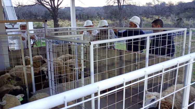 El Frigorífico San Martín concretó una nueva jornada de faena ovina