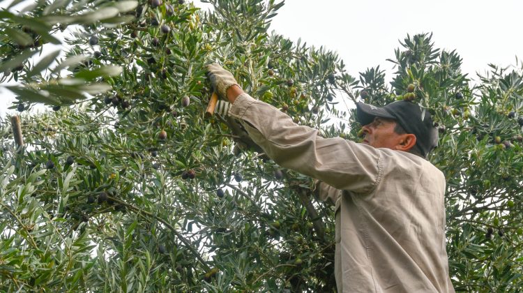 Sol Puntano realizará una capacitación sobre poda intensiva de olivos