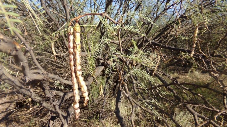 San Luis, tierra de árboles: cuando las raíces cuentan la historia de una provincia