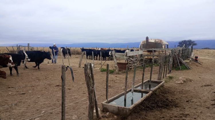 Brindaron asistencia sanitaria a rodeos bovinos de productores de Villa del Carmen
