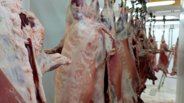 Se realizó una nueva jornada de faena en el frigorífico de San Martín