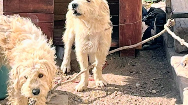 Rescataron a dos perros que se encontraban atados y en condiciones de maltrato