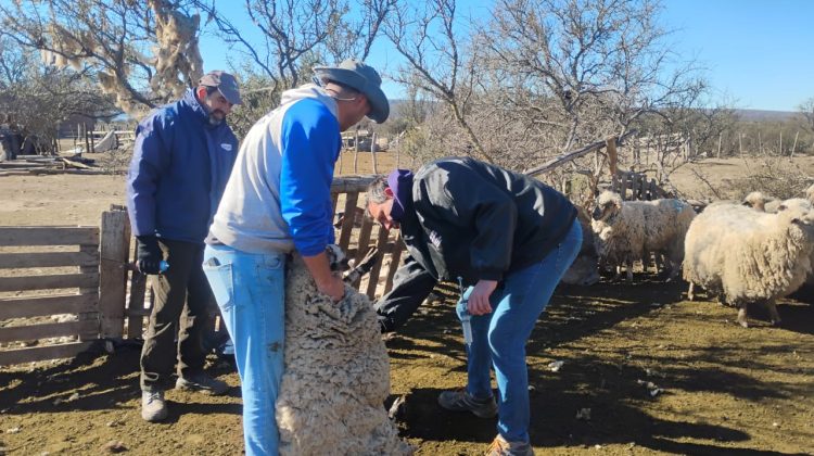 Recibieron asistencia sanitaria más de 450 animales en distintos parajes rurales