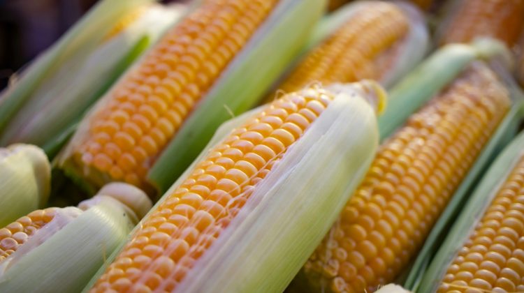 Dictarán una jornada de formación para optimizar la producción agrícola 