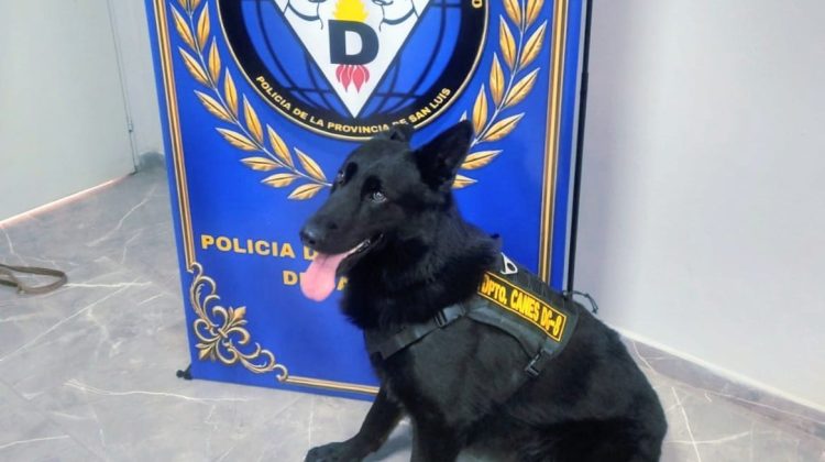 Tupac, el can de la Policía que fue clave en el hallazgo de marihuana valuada en más de $8 millones