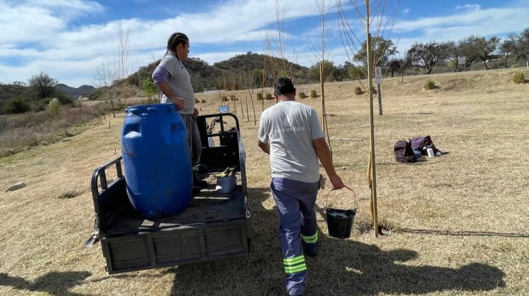 Plantaron árboles en el dique Cruz de Piedra con ejemplares de producción propia