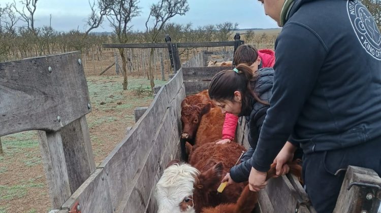Apicultura y sanidad animal: estudiantes de Buena Esperanza aprenden en escenarios reales