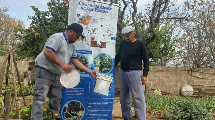 Continúa la liberación de machos estériles en el Plan de Erradicación de la Mosca de los Frutos