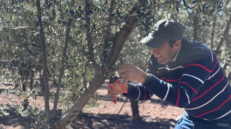 Sol Puntano capacitó sobre poda intensiva de olivos