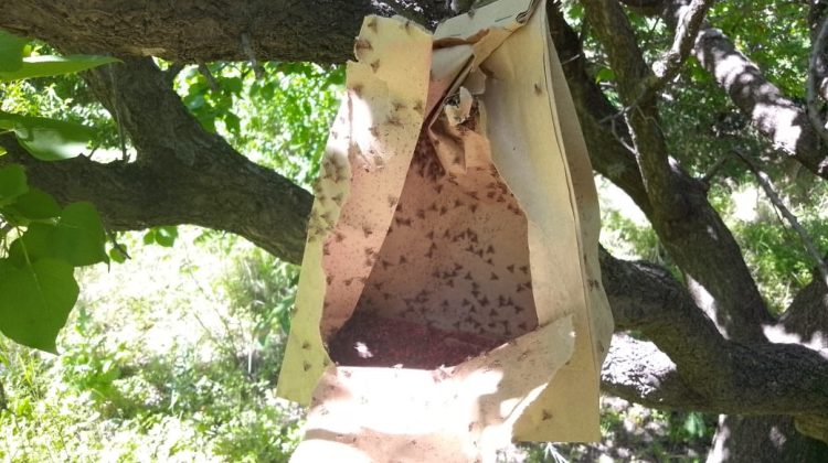 Mosca de los Frutos: comenzó la tercera temporada de liberación de machos estériles