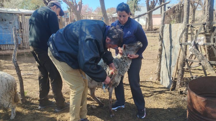 Realizaron un operativo de control de ganado en el Departamento San Martín