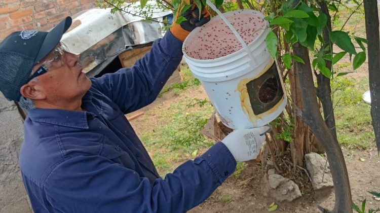 Realizaron una nueva liberación de machos estériles en la ciudad de San Luis