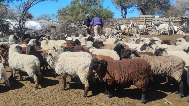 Realizaron operativos sanitarios en los departamentos Chacabuco y San Martín 