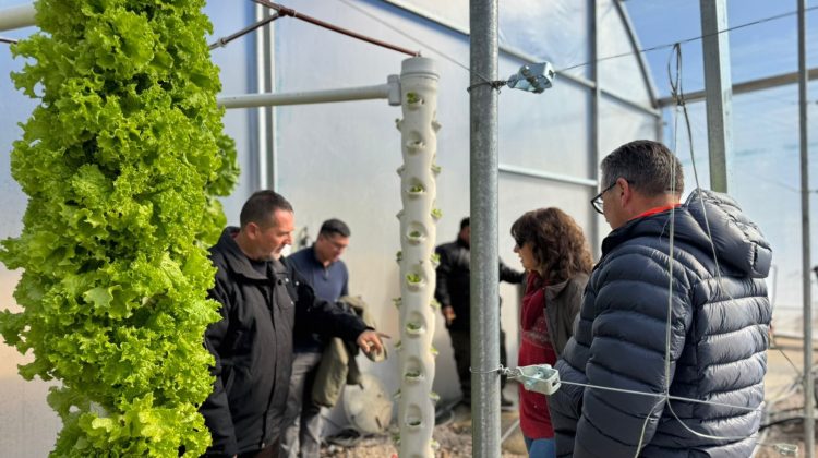 Se desarrolló un sistema hidropónico para hortalizas en el Vivero Sol Puntano
