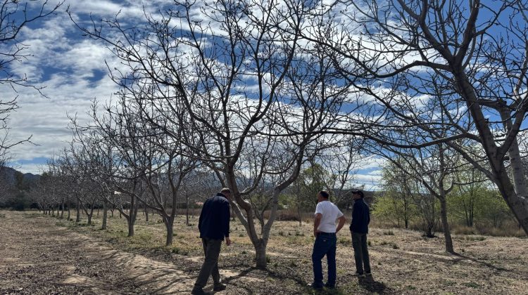 Sol Puntano brindó asistencia técnica a un productor de nueces