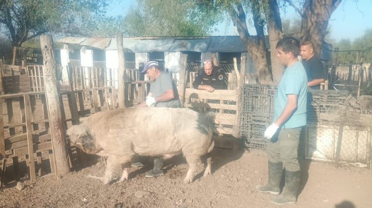 Fortalecen la sanidad animal en establecimientos de pequeños criadores