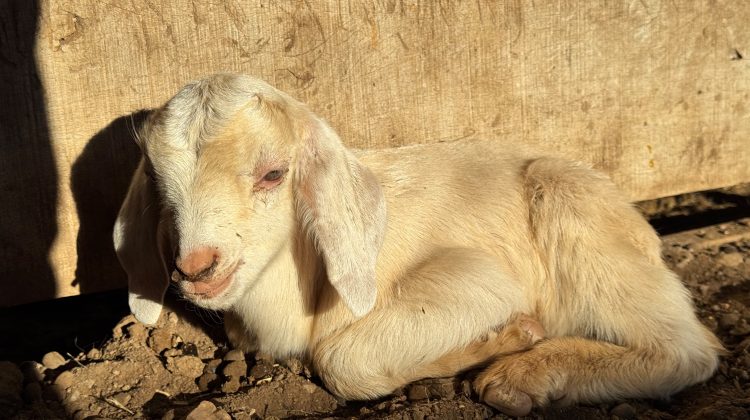 El Módulo Genético de Sol Puntano amplió su rebaño