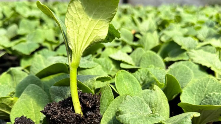 ‘San Luis Intensiva’ ofrecerá capacitaciones en producción vegetal en Sol Puntano