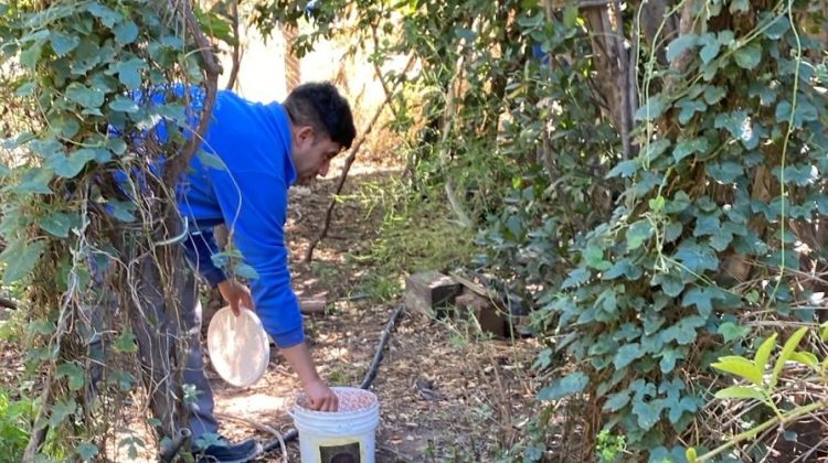 El Plan de Erradicación de la Mosca de los Frutos avanza con intervenciones en seis localidades