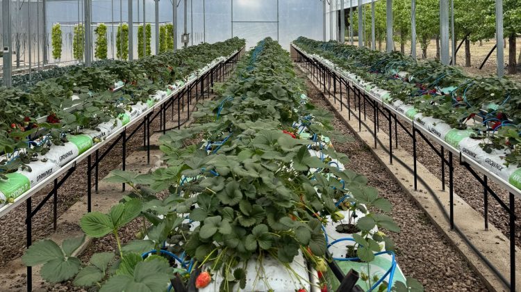 ‘San Luis Intensiva’ contará con jornadas educativas y tecnológicas en el Vivero de Sol Puntano