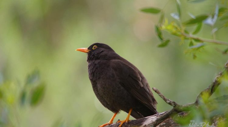 El Global Big Day puso en valor la biodiversidad de San Luis